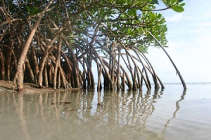 mangrove0459sm